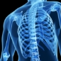 Back angle of skeleton