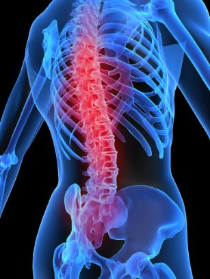 Animated image of human backbone